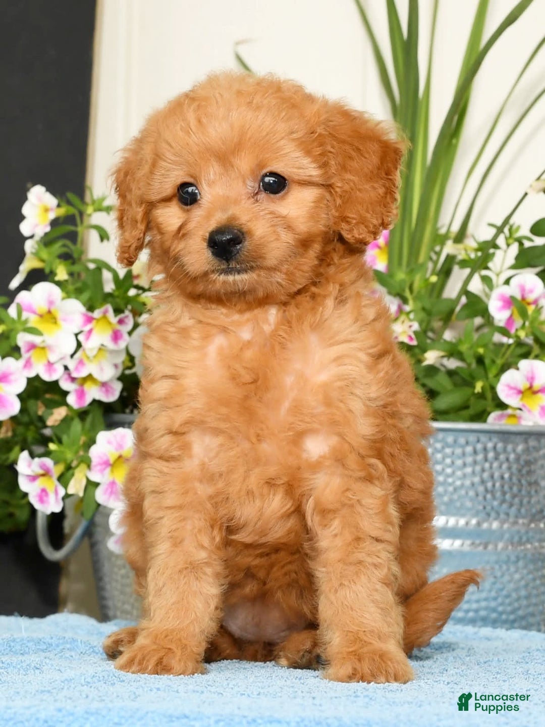 Mini Goldendoodle dogs for sale: Queenie - Image 6