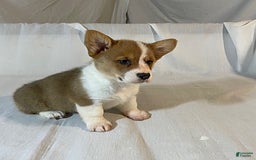 Welsh Corgi Pembroke dogs for sale: Jewel - Image 1