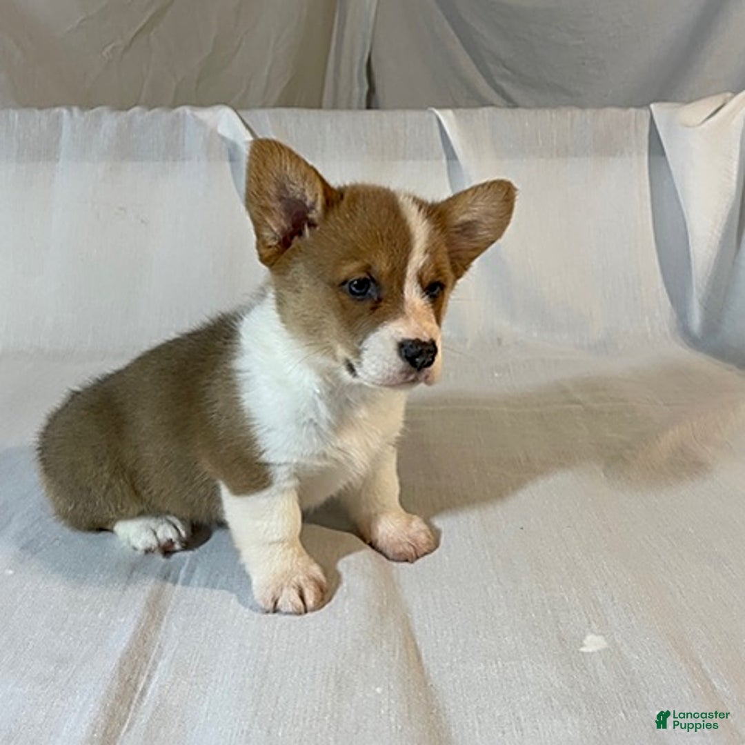 Welsh Corgi Pembroke dogs for sale: Jewel - Image 1