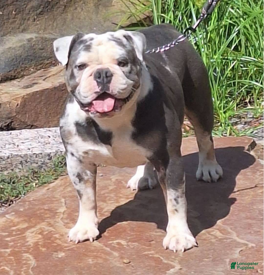 Olde English Bulldogge dogs for sale: BRIAR - Image 8
