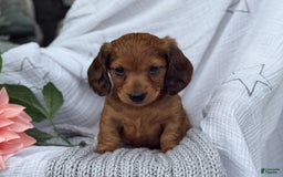 Miniature Dachshund dogs for sale: Teddy - Image 14