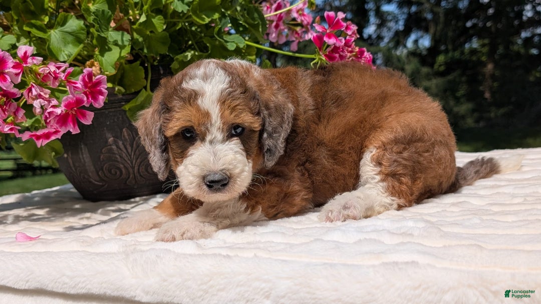 Mini Bernedoodle dogs for sale: Shiloh - Image 3