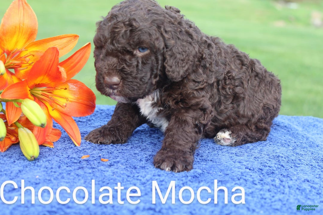 Spanish Water Dog dogs for sale: Chocolate Mocha - Image 1