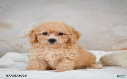 Bichpoo dogs for sale: Debby - Image 3