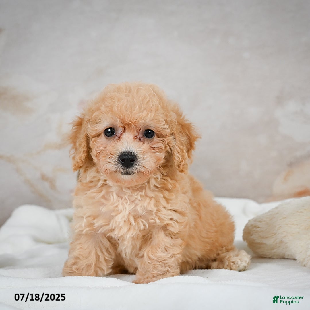 Bichpoo dogs for sale: Debby - Image 3