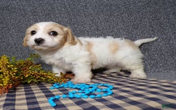 Cavachon dogs for sale: Jaki - Image 5