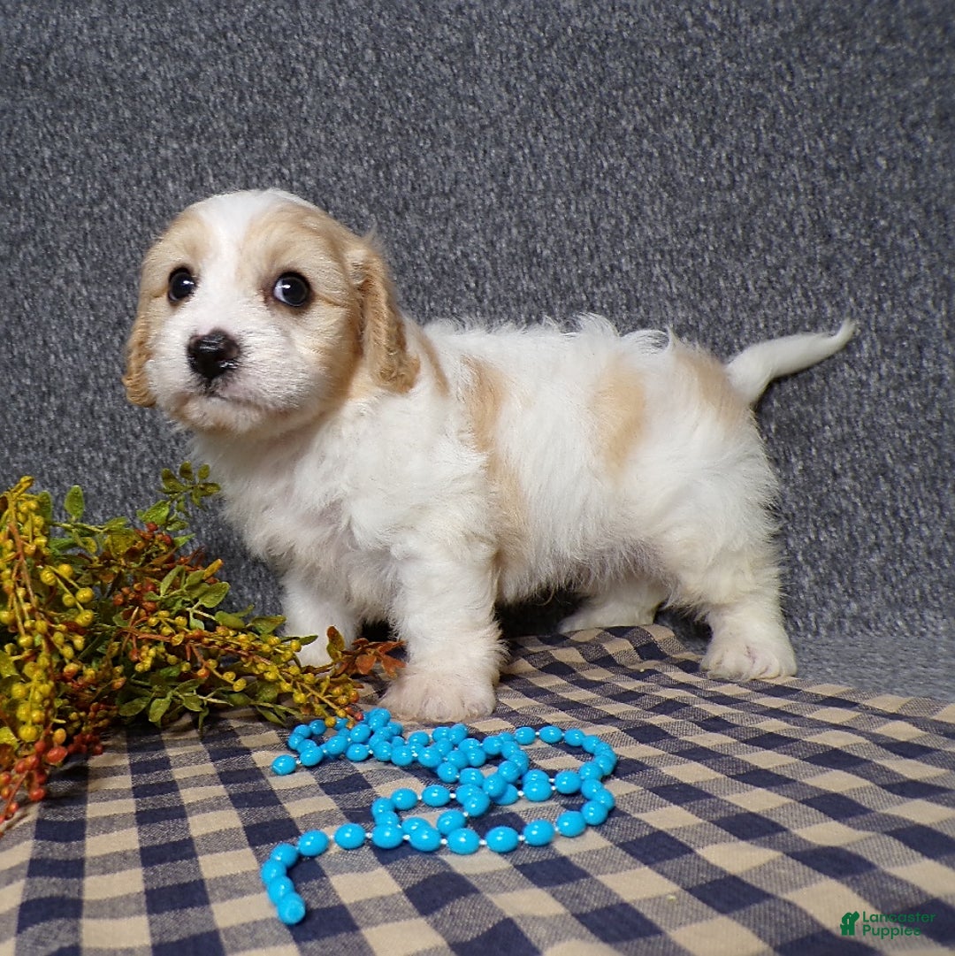 Cavachon dogs for sale: Jaki - Image 5