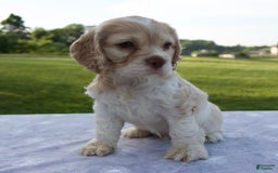 Cocker Spaniel dogs for sale: Star - Image 1