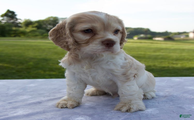 Cocker Spaniel dogs for sale - Ad 1