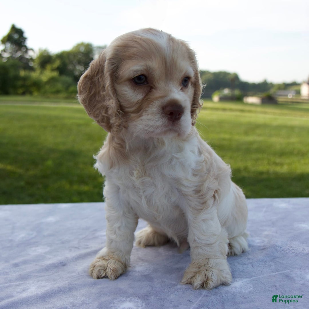 Cocker Spaniel dogs for sale: Star - Image 1