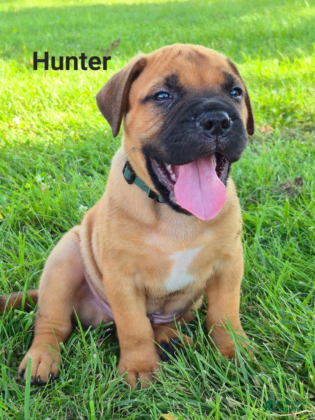 Bullmastiff dogs for sale: Hunter - Image 1