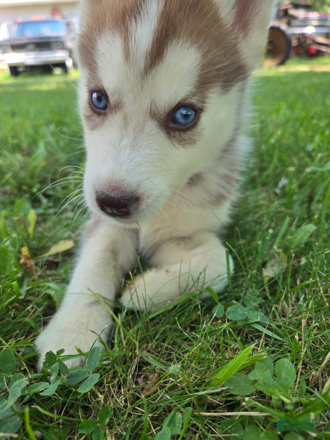Siberian Husky dogs for sale: Lily - Image 1