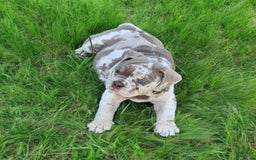 English Bulldog dogs for sale: Pebbles - Image 13