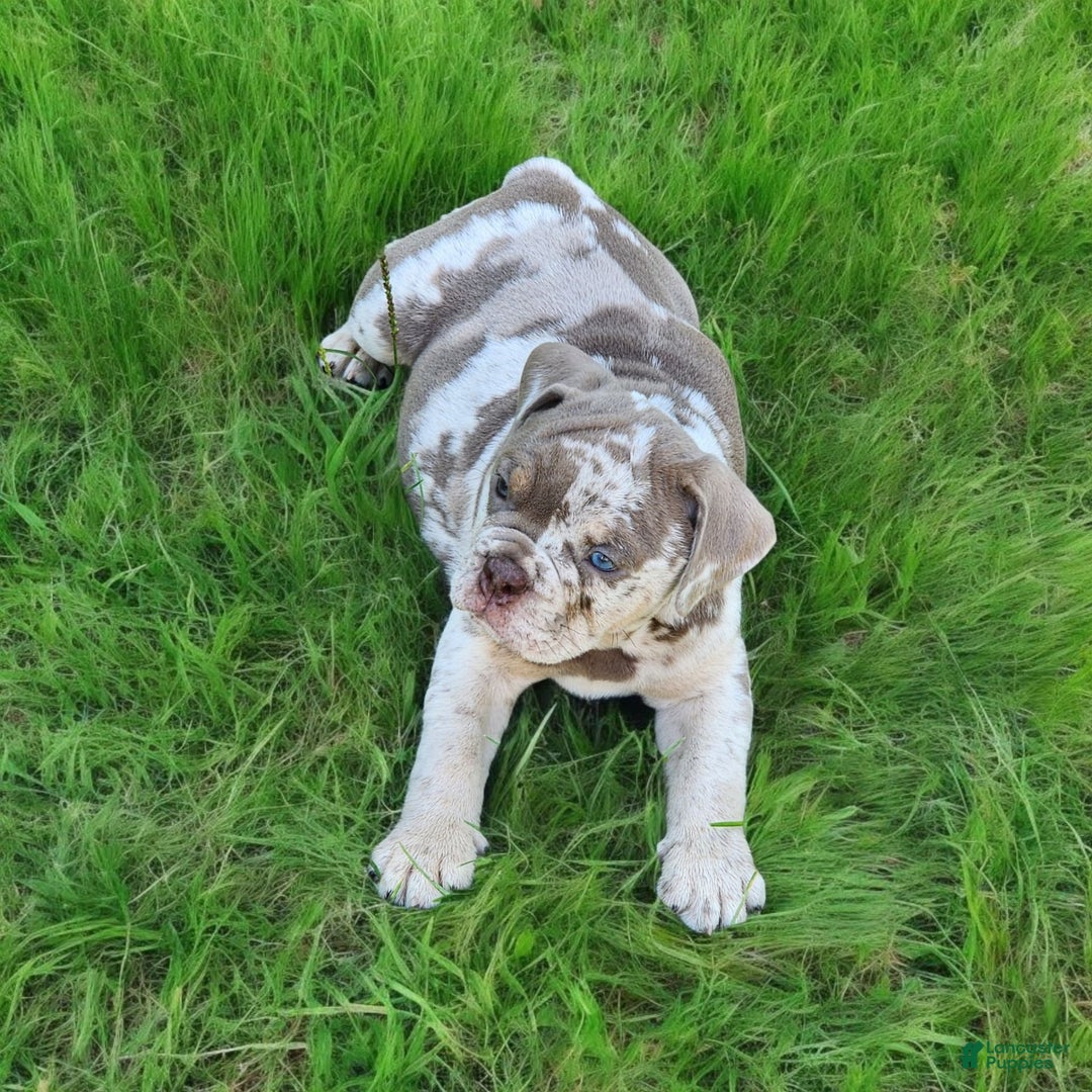 English Bulldog dogs for sale: Pebbles - Image 13