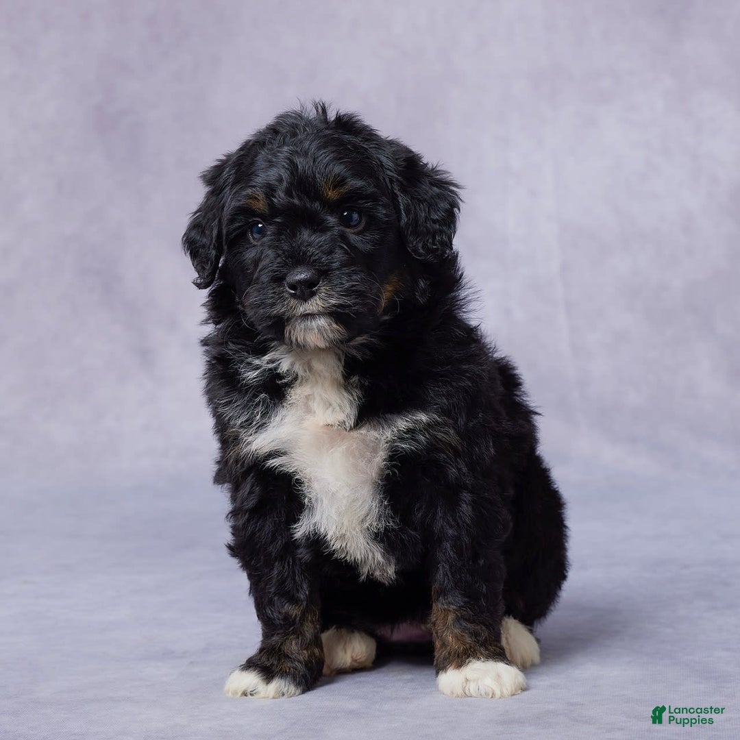 Mini Bernedoodle dogs for sale: Jewel - Image 1