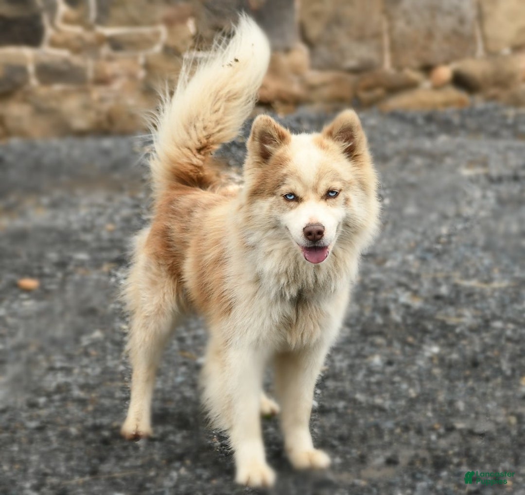 Pomsky dogs for sale: Lemon - Image 12