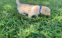 Golden Retriever dogs for sale: Blue - Image 1
