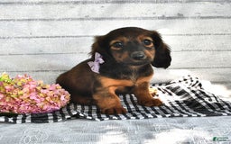 Miniature Dachshund dogs for sale: Miniature Dachshund 5 puppies - Image 9