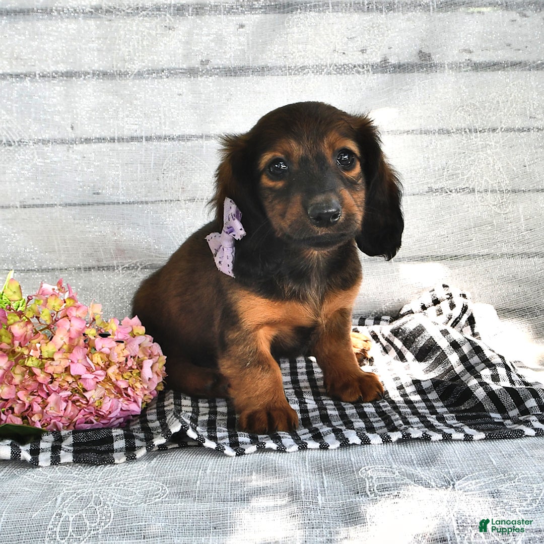 Miniature Dachshund dogs for sale: Miniature Dachshund 5 puppies - Image 9