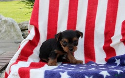 Yorkshire Terrier dogs for sale: Edwin - Image 2