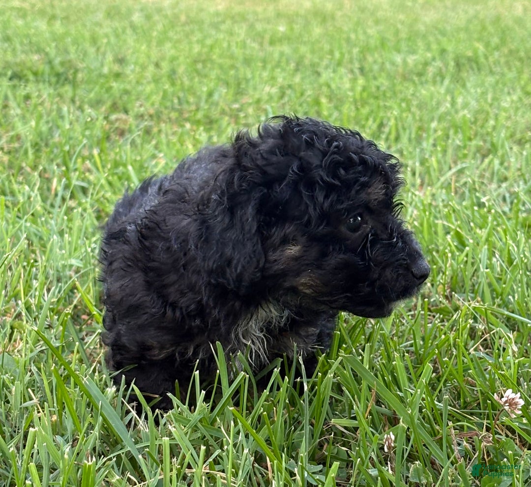 Aussiedoodle dogs for sale: Richie - Image 14