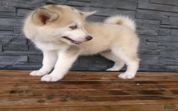 Pomsky dogs for sale: Silas - Image 7