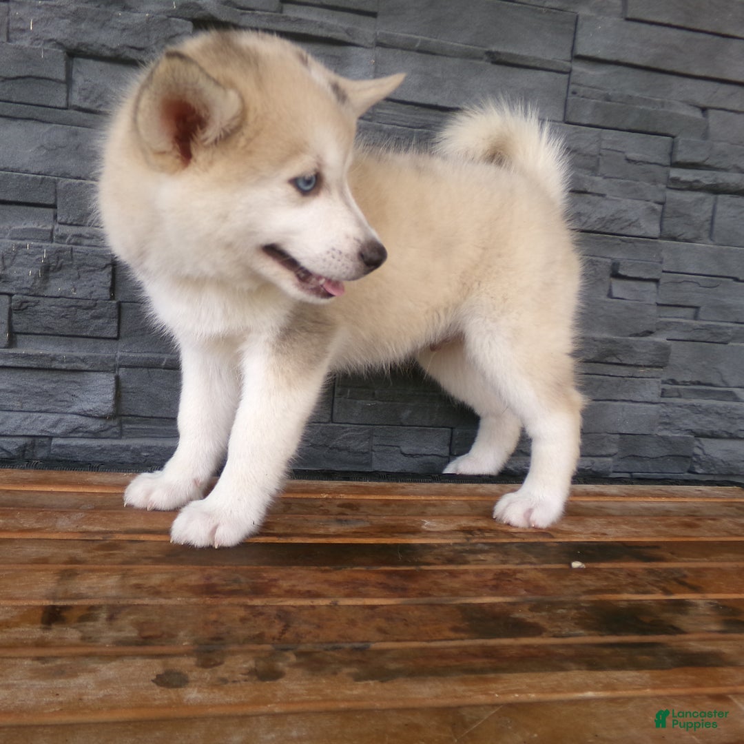 Pomsky dogs for sale: Silas - Image 7