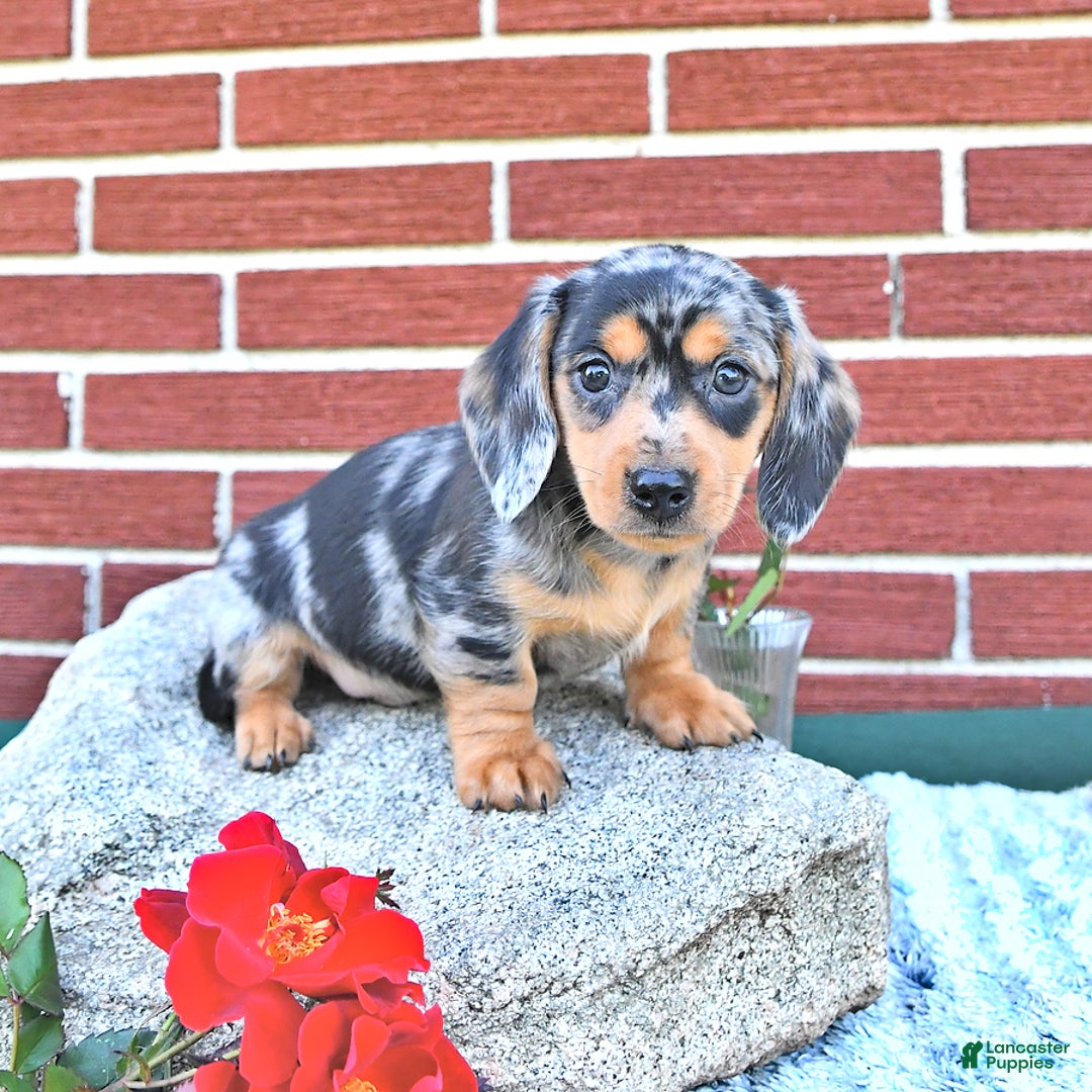 Miniature Dachshund dogs for sale: Tommy - Image 3