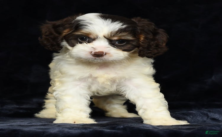 Cavapoo dogs for sale - Ad 4