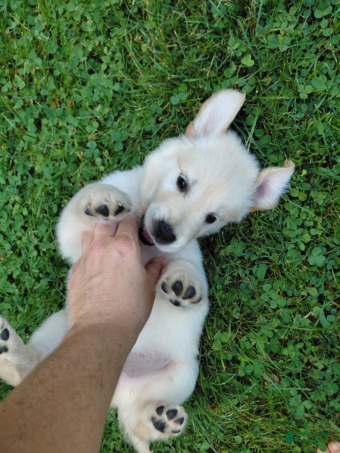 Golden Retriever dogs for sale: Pepper - Image 27