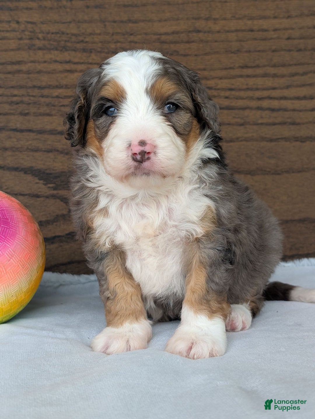 Mini Bernedoodle dogs for sale: Indy - Image 11
