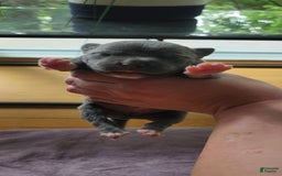 American Bully dogs for sale: Batman - Image 7