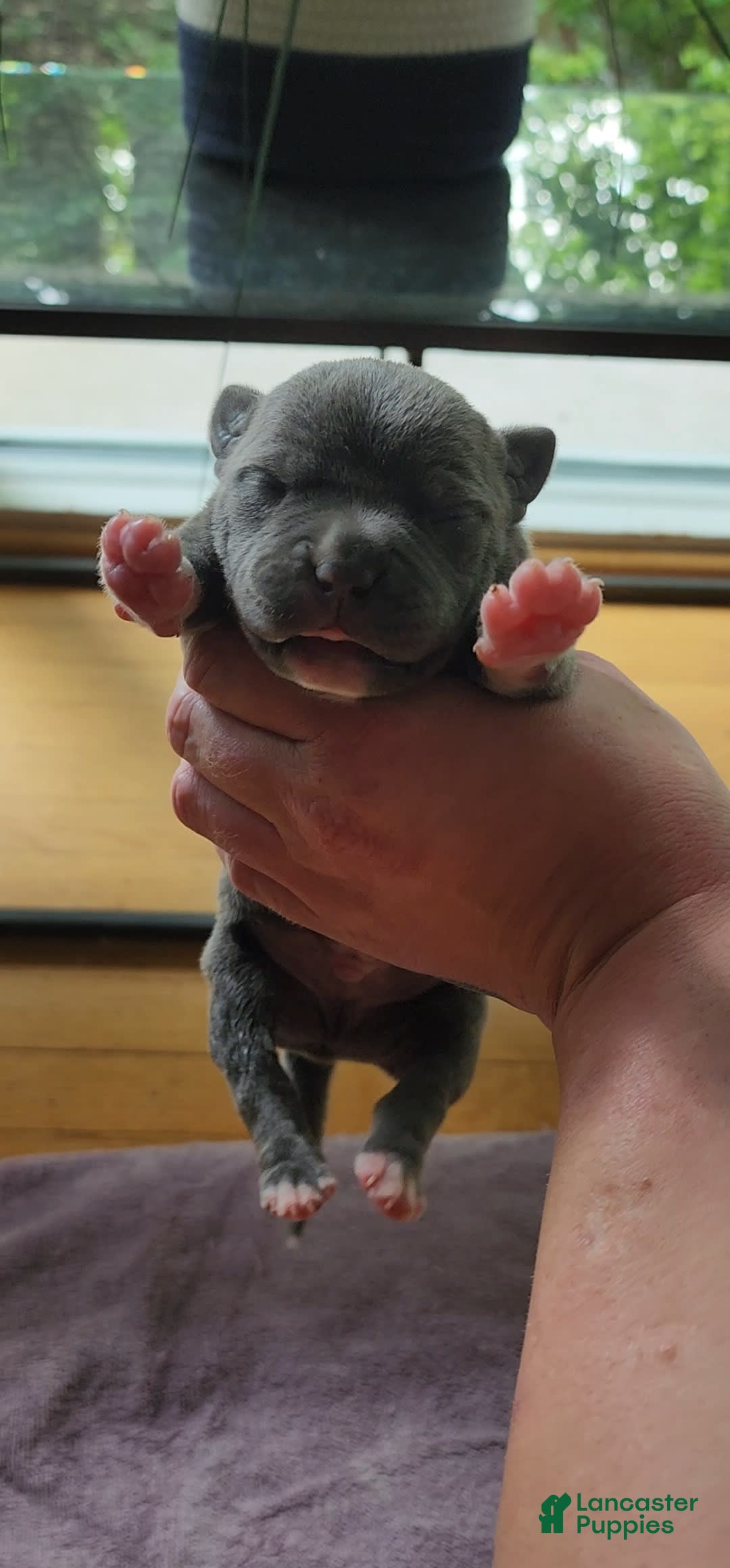 American Bully dogs for sale: Batman - Image 7