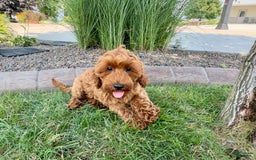 Cockapoo dogs for sale: Henry - Image 2