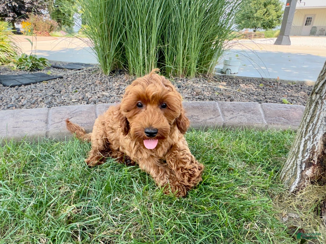 Cockapoo dogs for sale: Henry - Image 2