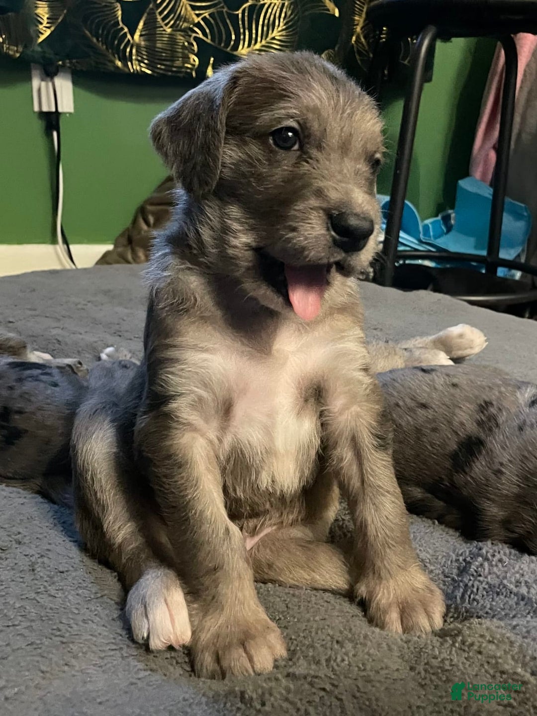 Great Dane dogs for sale: Rusty - Image 1