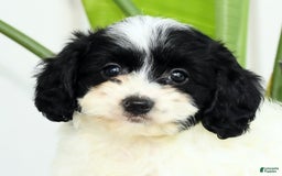 Cavapoo dogs for sale: Gloria - Image 3