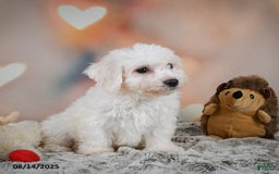 Bichon Frise dogs for sale: Beverly - Image 4