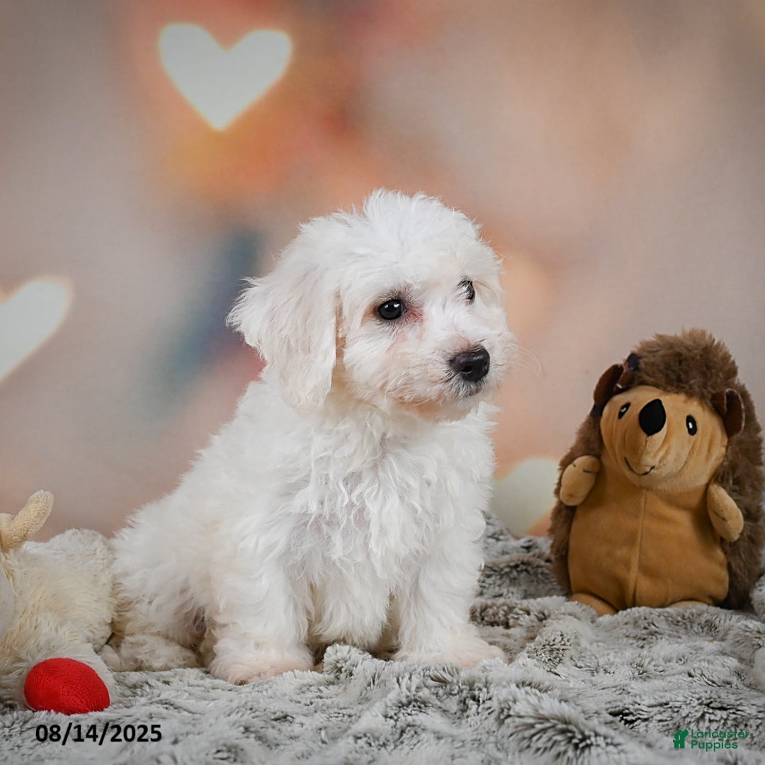 Bichon Frise dogs for sale: Beverly - Image 4