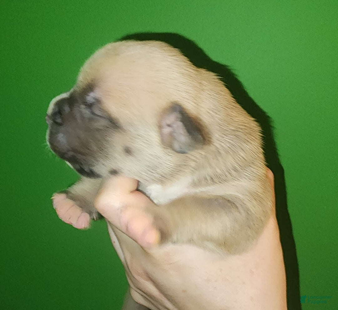 American Bully dogs for sale: National Champion Jack - Image 7