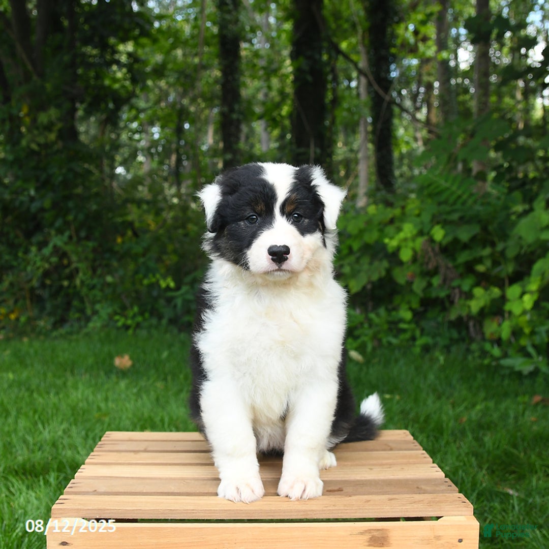 Australian Shepherd dogs for sale: Julie - Image 2