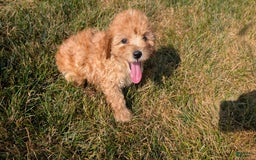 Cavapoo dogs for sale: Kylo - Image 4