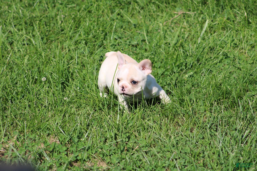 French Bulldog dogs for sale: Melanie - Image 9