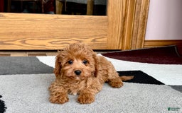 Cockapoo dogs for sale: Leona F1b - Image 3