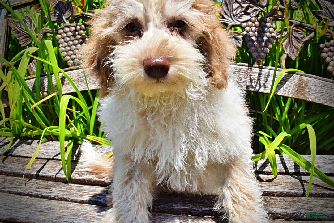 Havapoo dogs for sale: Vegas - Image 14