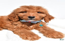 Mini Goldendoodle dogs for sale: Tom - Image 6