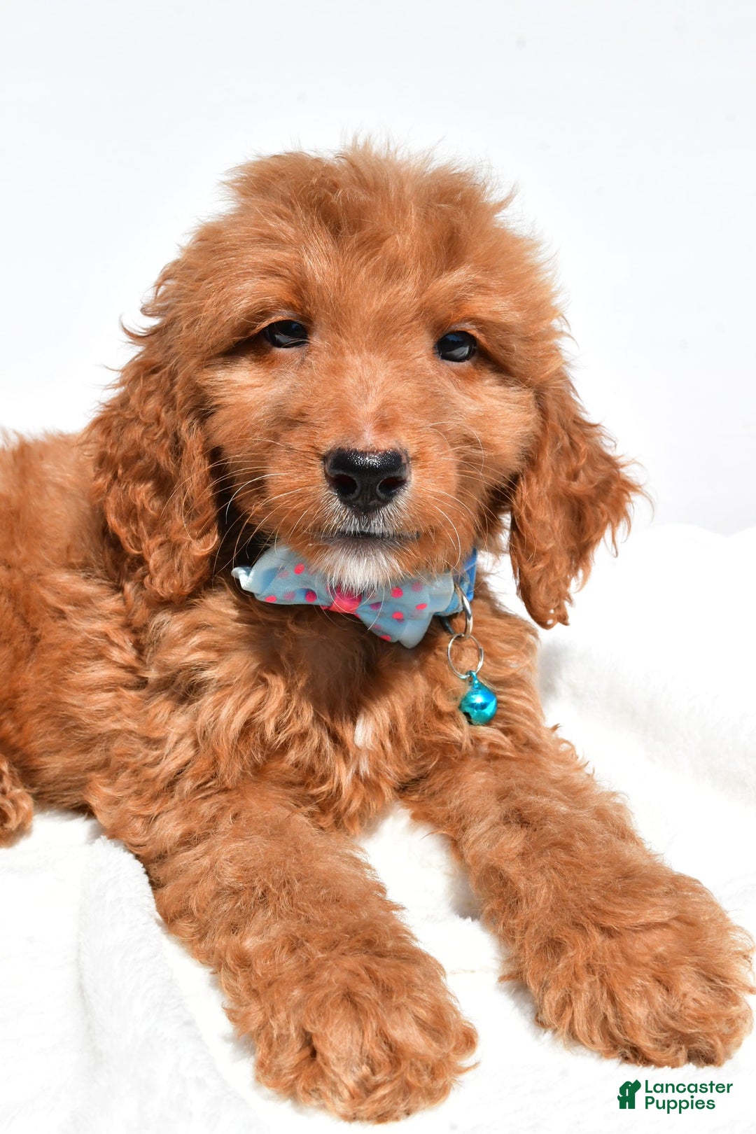 Mini Goldendoodle dogs for sale: Tom - Image 6