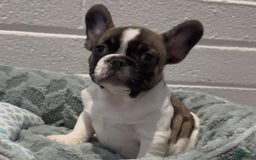 French Bulldog dogs for sale: French Bulldog 2 puppies - Image 3