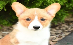 Welsh Corgi Pembroke dogs for sale: Clementine - Image 10