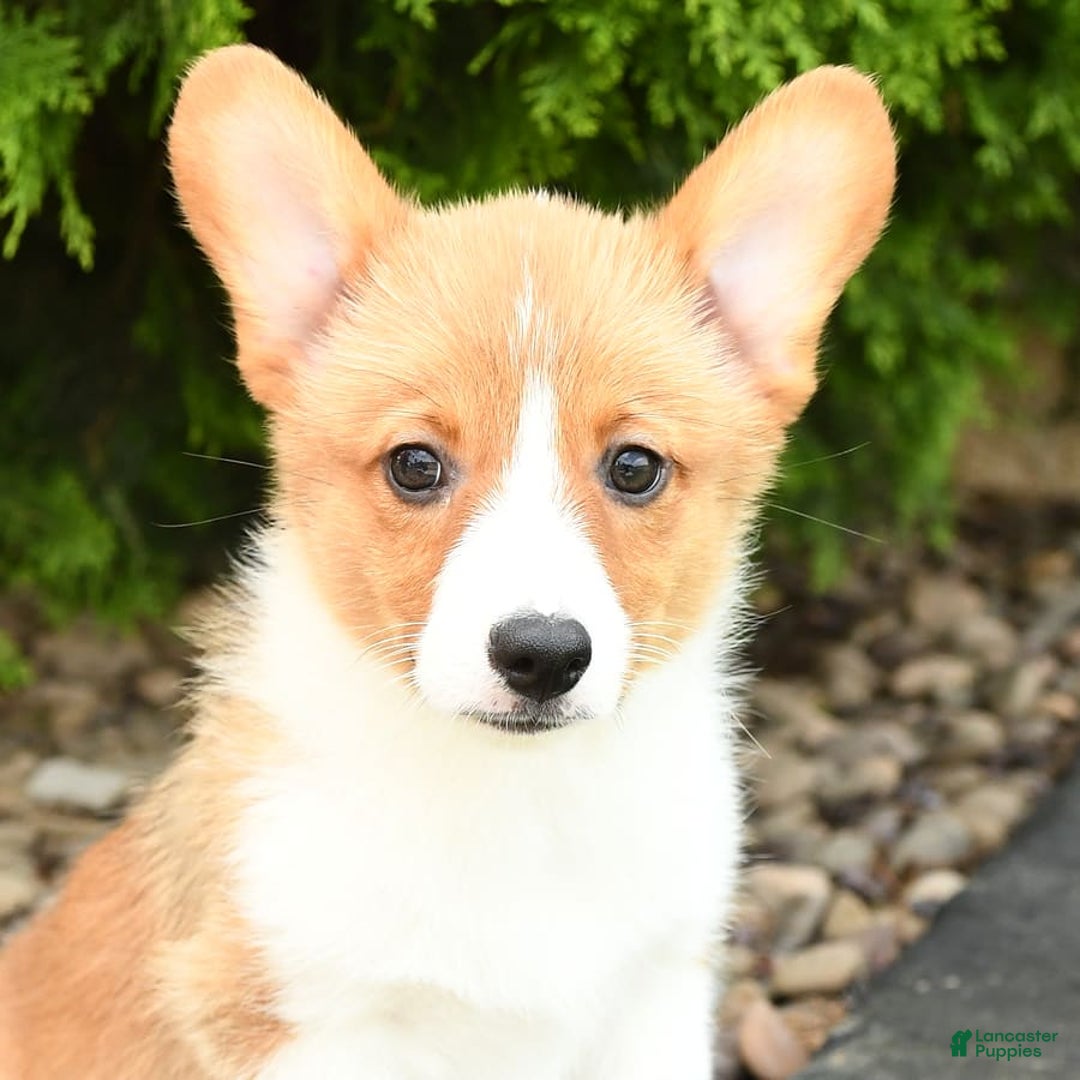 Welsh Corgi Pembroke dogs for sale: Clementine - Image 10